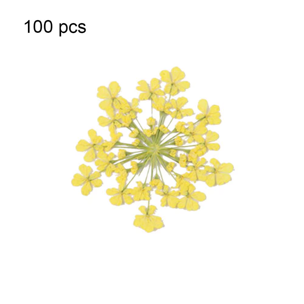 100 pièces plante naturelle fleur séchée pressée