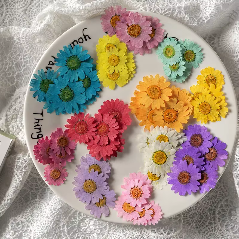Fleurs séchées pressées pour résine