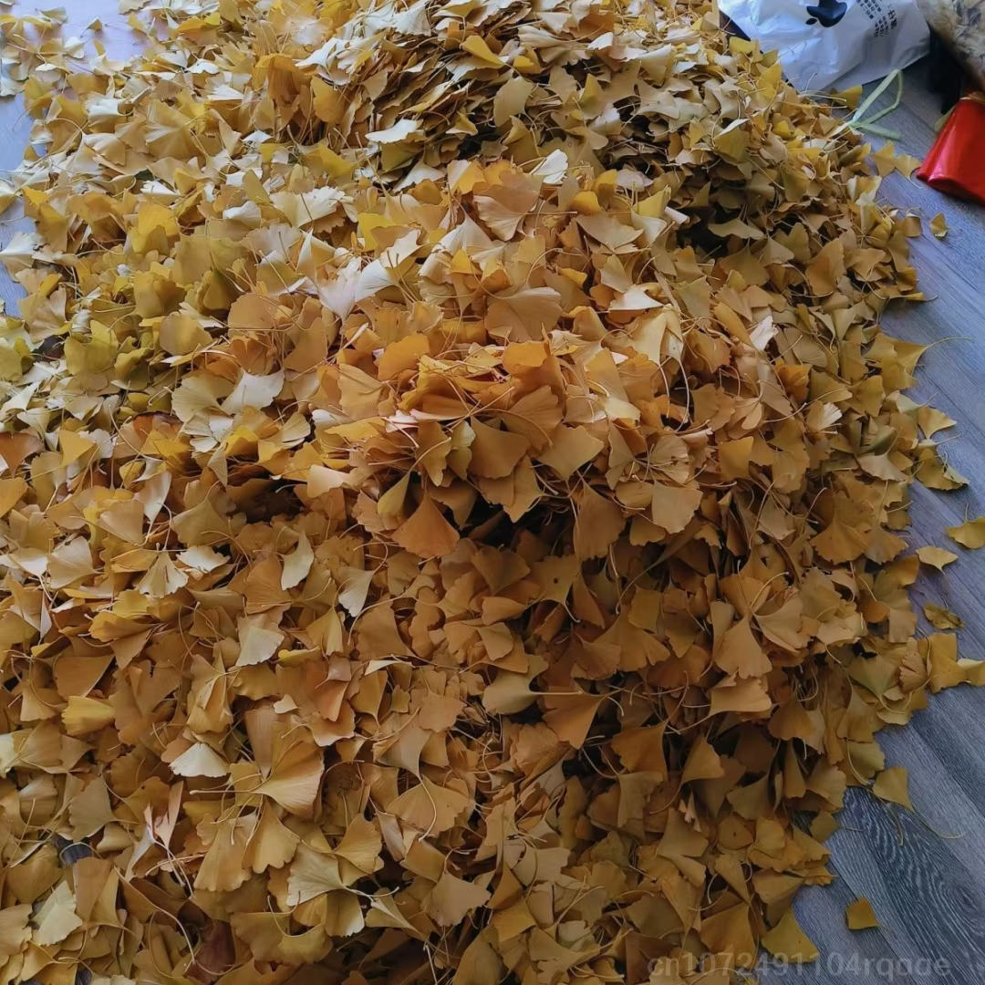 Feuilles séchées de Ginkgo Biloba naturelles