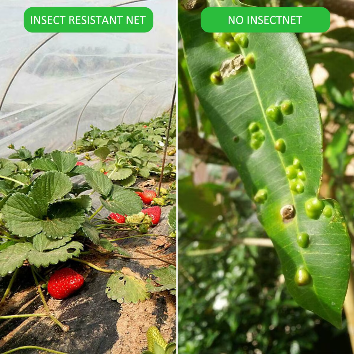 Filet de protection contre les insectes pour plantes