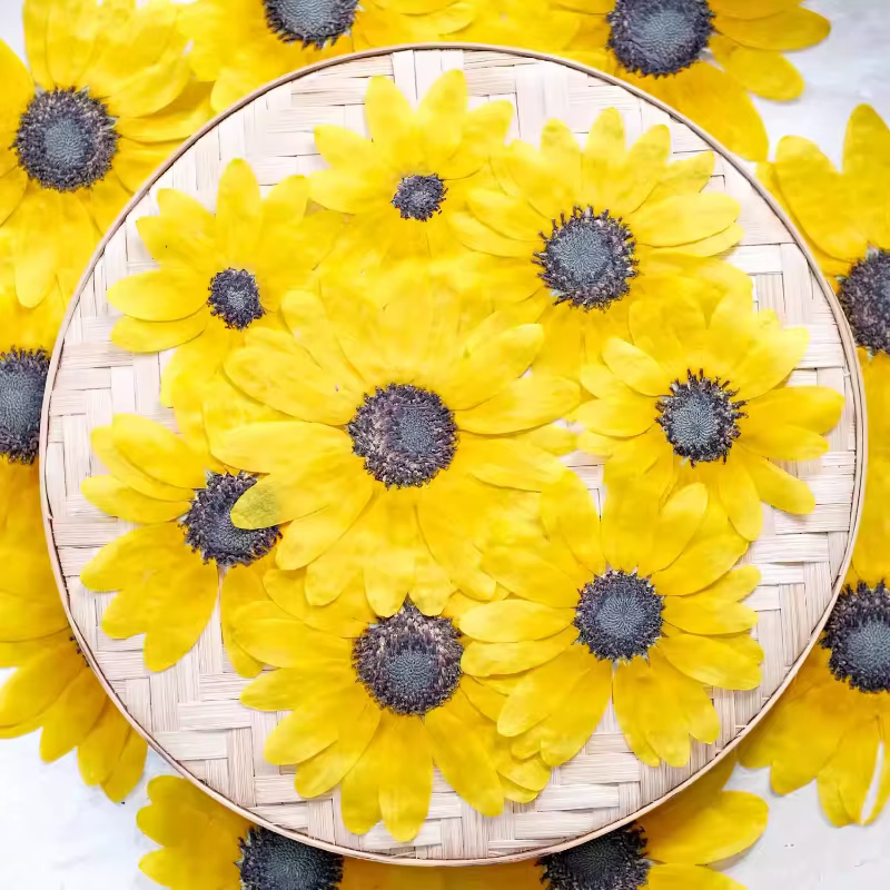 Kit d'artisanat de fleurs sèches de tournesol pressé