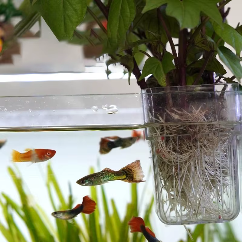 Nouveau【Pot de culture hydroponique domestique pour plantes aquatiques