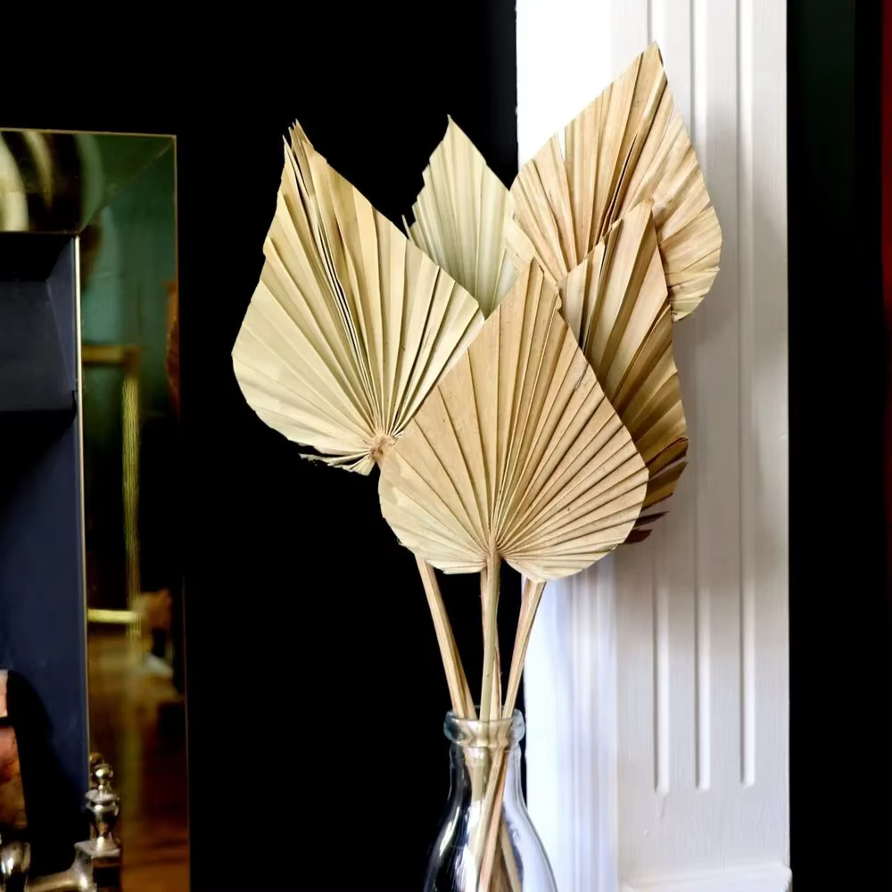 Feuilles d'éventail de palmier
