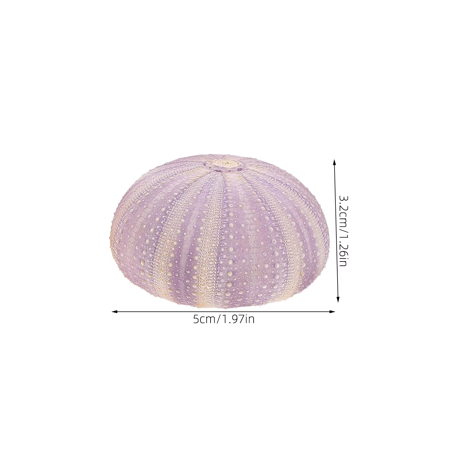 Coquille d'orchin séchée naturelle