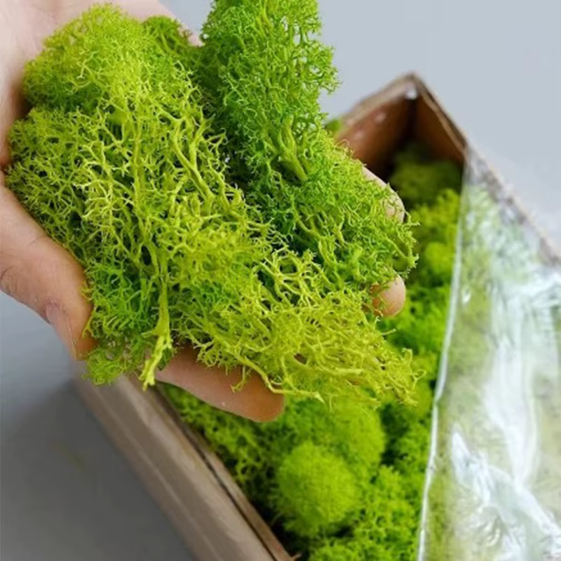 Mousse de couleur verte naturelle