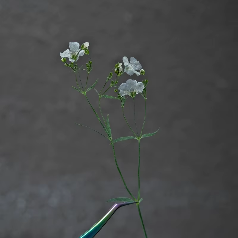 Fleurs séchées de néphra blanche véritable