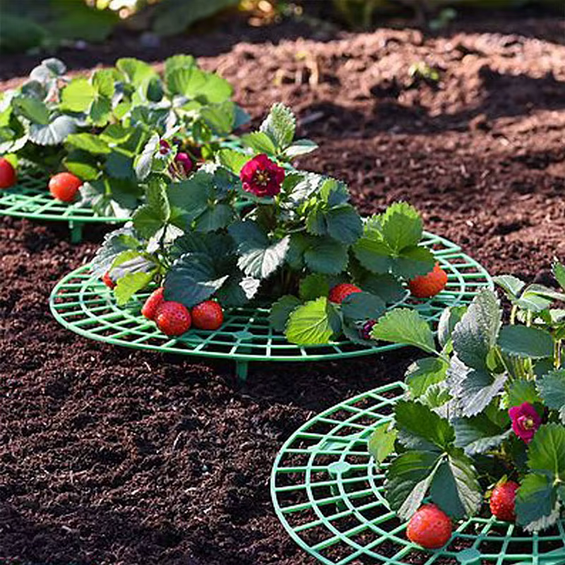 Support de plantes à fraises