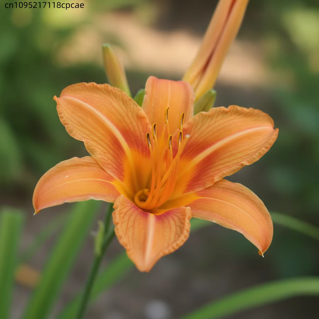 Fleurs de lys séchées naturelles de qualité supérieure