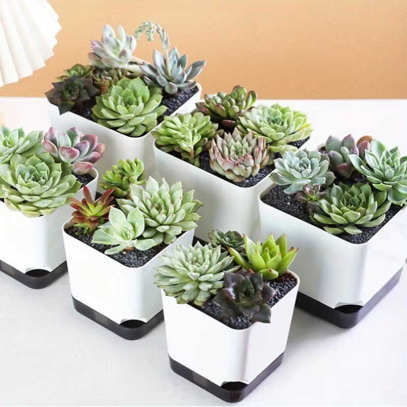 Pot de plantes à arrosage automatique