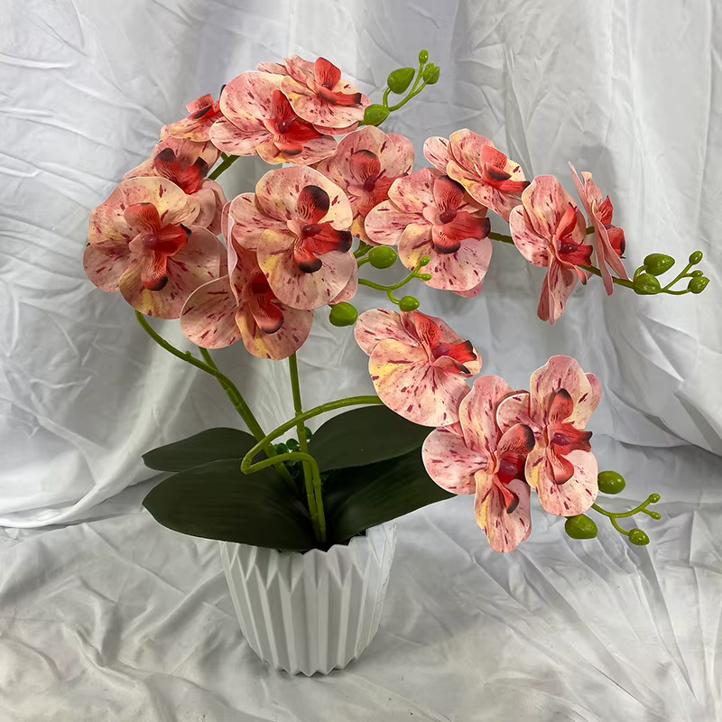 Orchidée papillon avec feuille