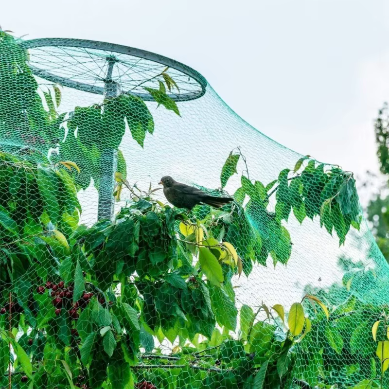 Filets à oiseaux verts pour protéger les plantes