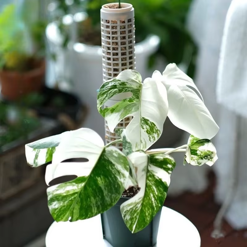 Colonnes verticales modulaires blanches pour plantes