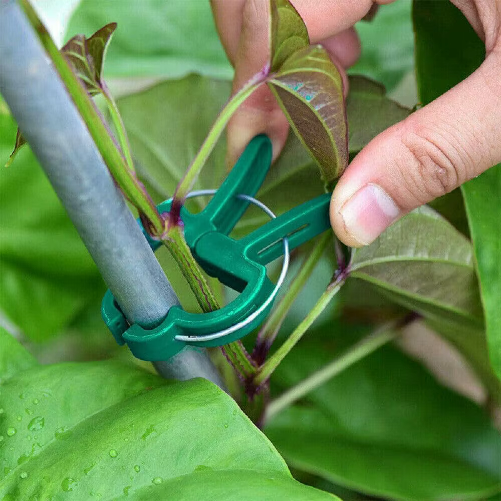 Clips de jardinage pour plantes