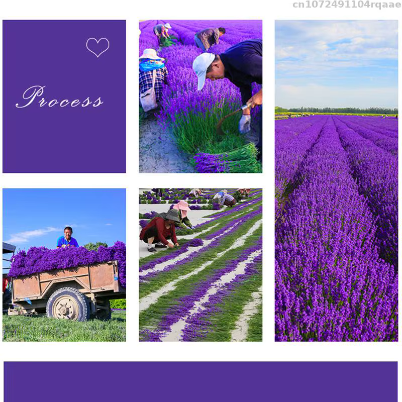 Fleurs séchées SnapLavender