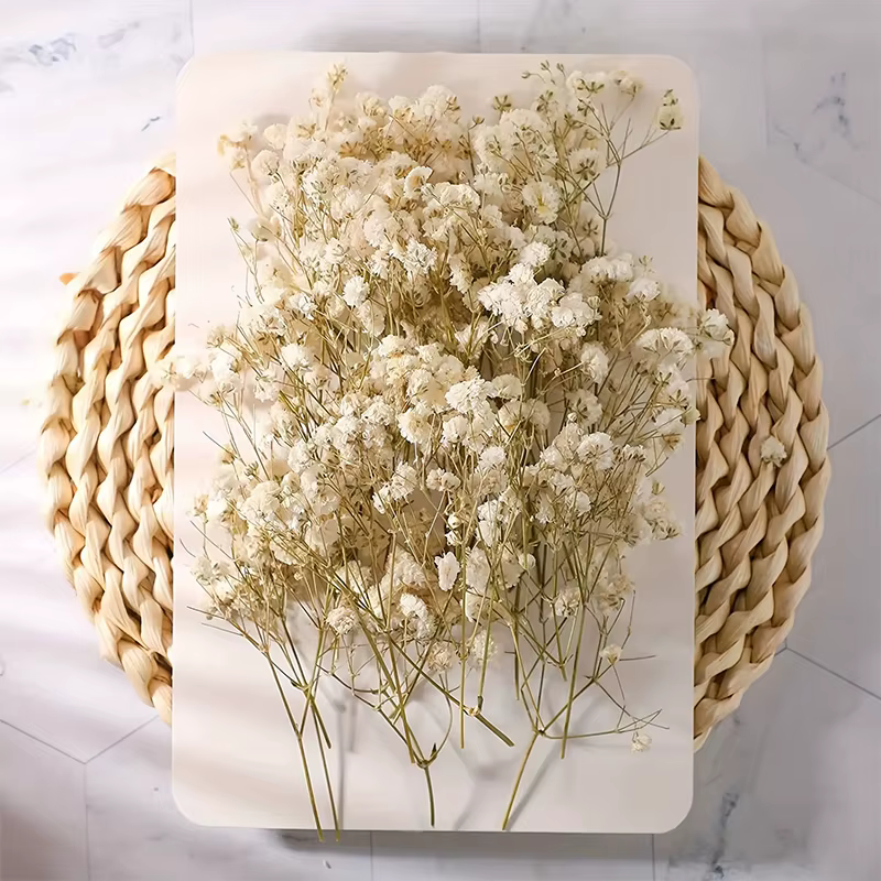 100 mini-fleurs séchées de gypsophile naturelles pour bricolage