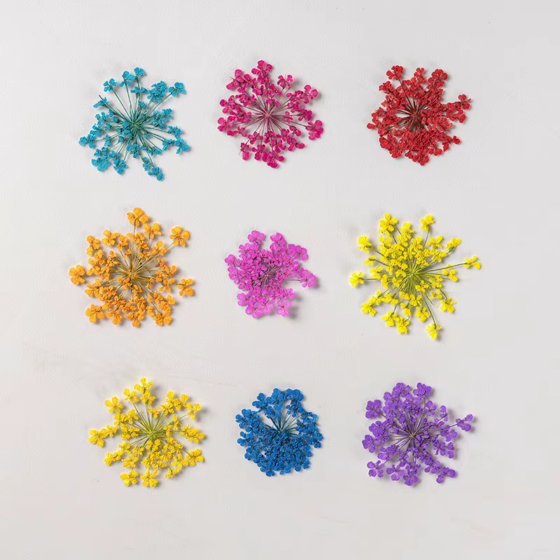 Fleurs séchées pressées pour résine Art Ammi Majus