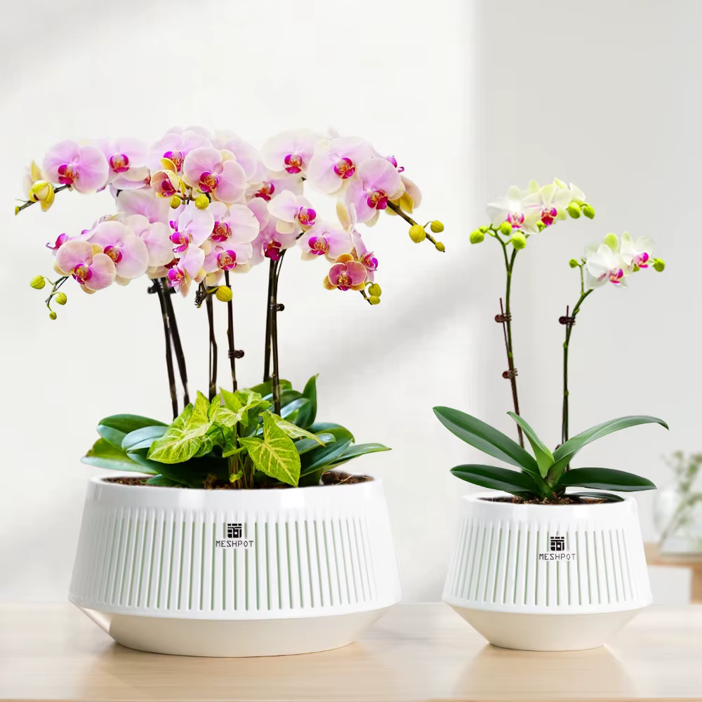 Pot à orchidées Meshpot avec trous