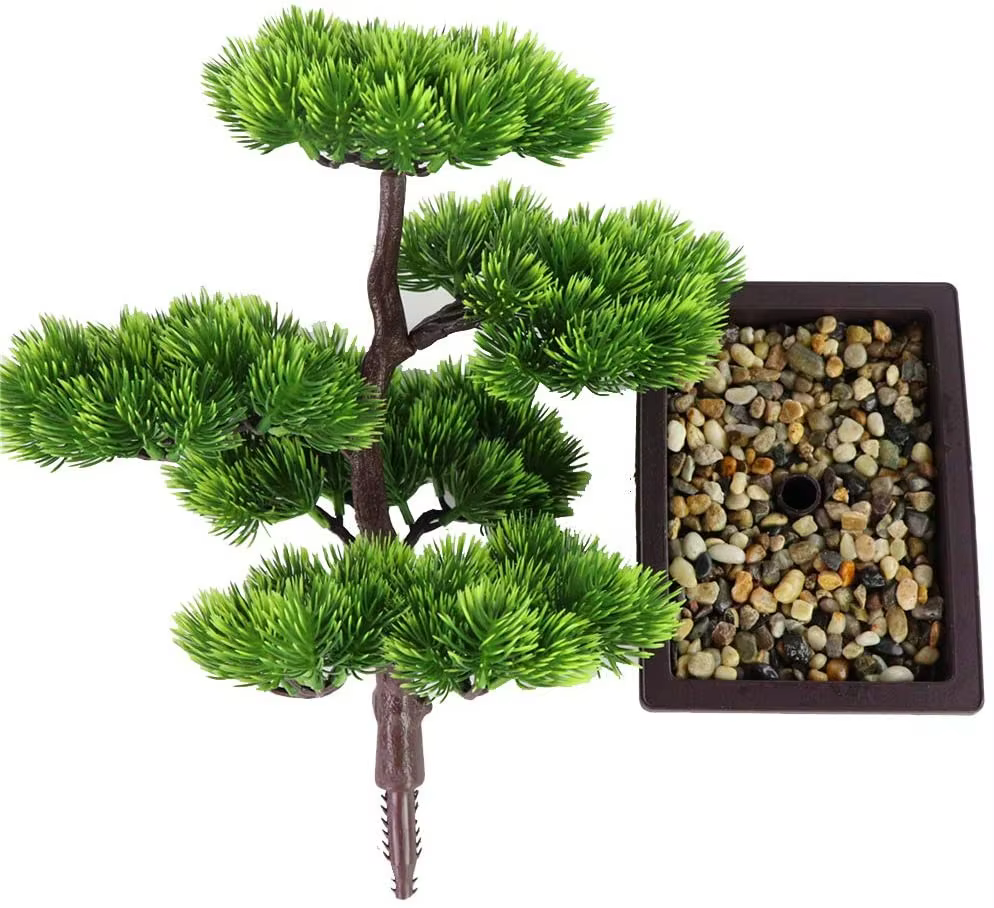 Plante bonsaï de pin japonais pour la décoration de la maison
