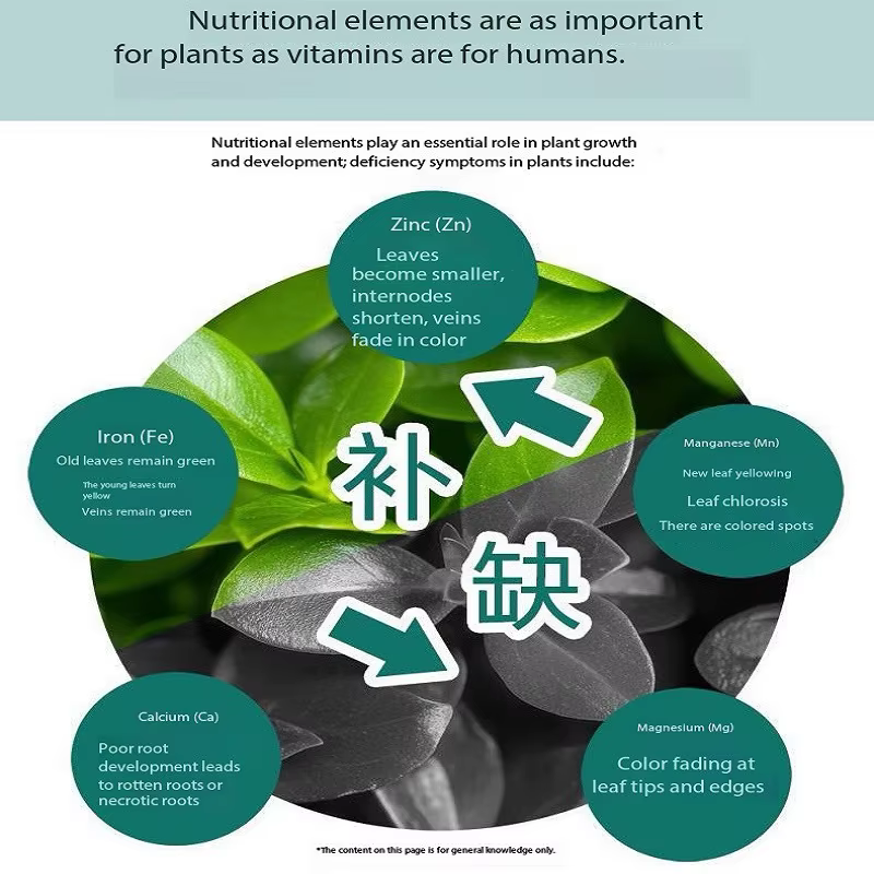 Engrais en solution d'acides aminés pour plantes d'extérieur et d'intérieur