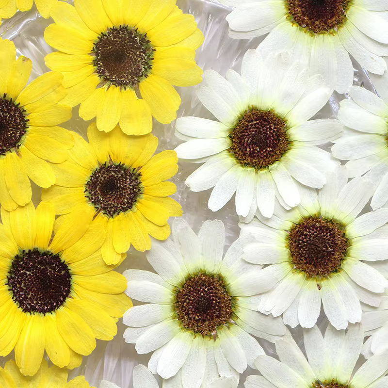 Nature violet/jaune fleur pressée Grandis pétales de chrysanthème