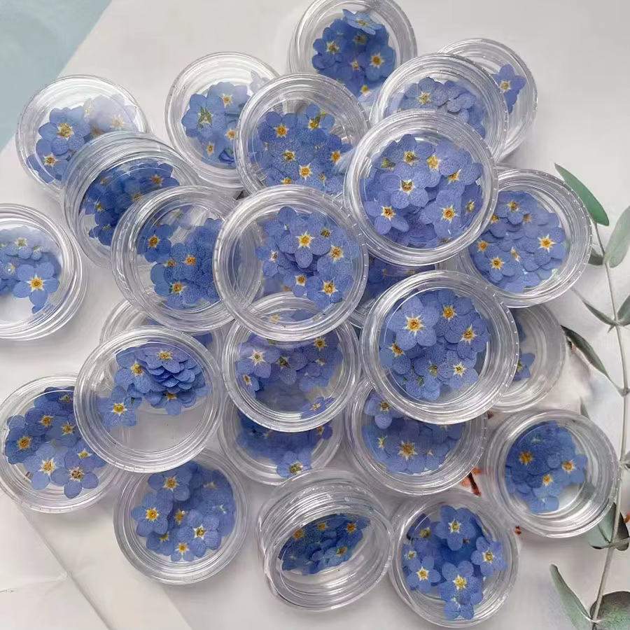 100 pièces pressé séché Mini naturel bleu Forgetmenot Myosotis Sylvatica fleur plante herbier pour bijoux signet Nailart artisanat