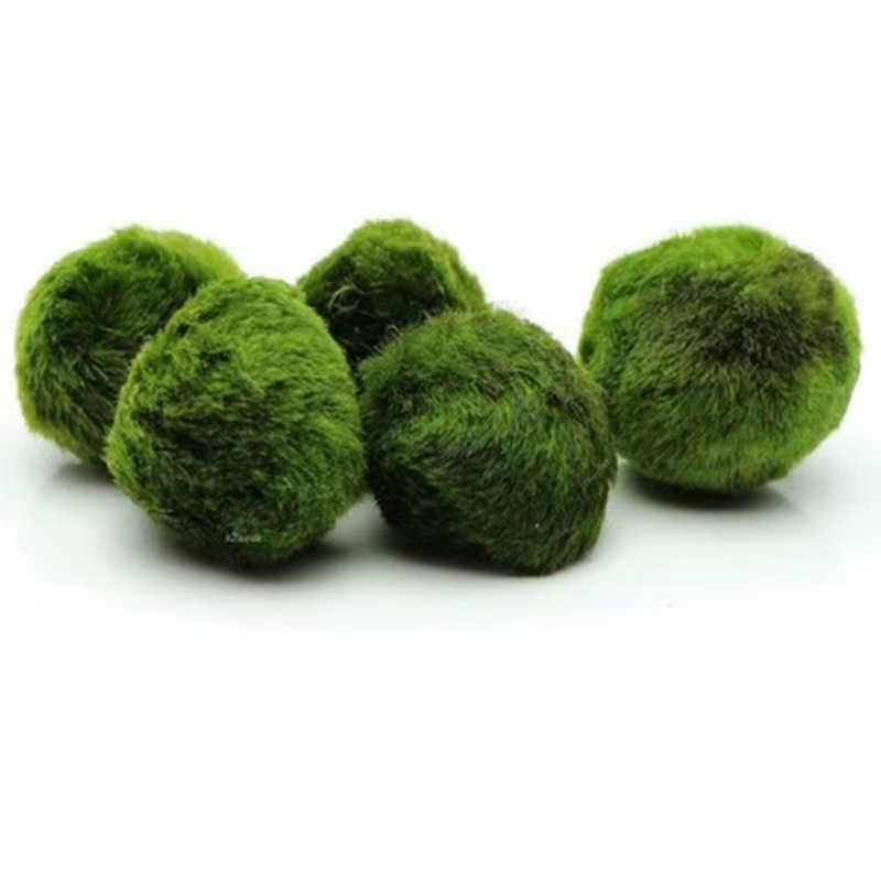 Boules de mousse Marimo de 3-4 cm