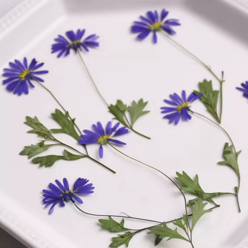 12 pièces, fleurs pressées séchées à l'iris à tige violette