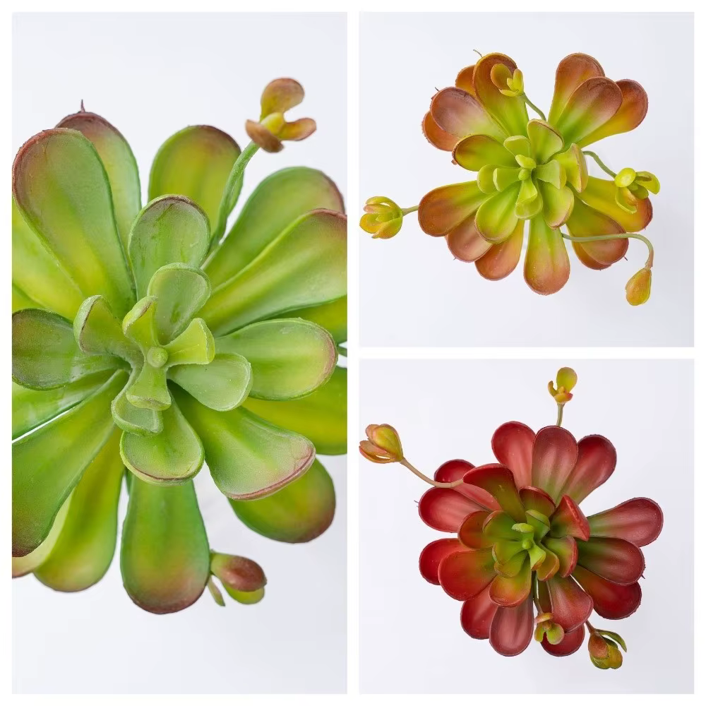 Plante succulente artificielle réaliste au toucher authentique