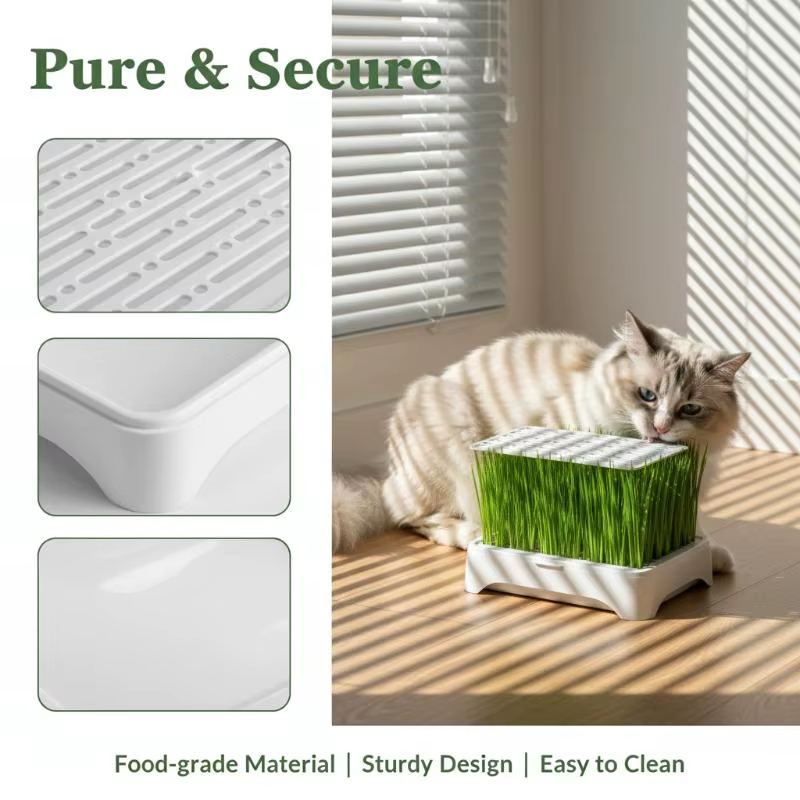 Kit de culture de blé vert sans terre pour chat