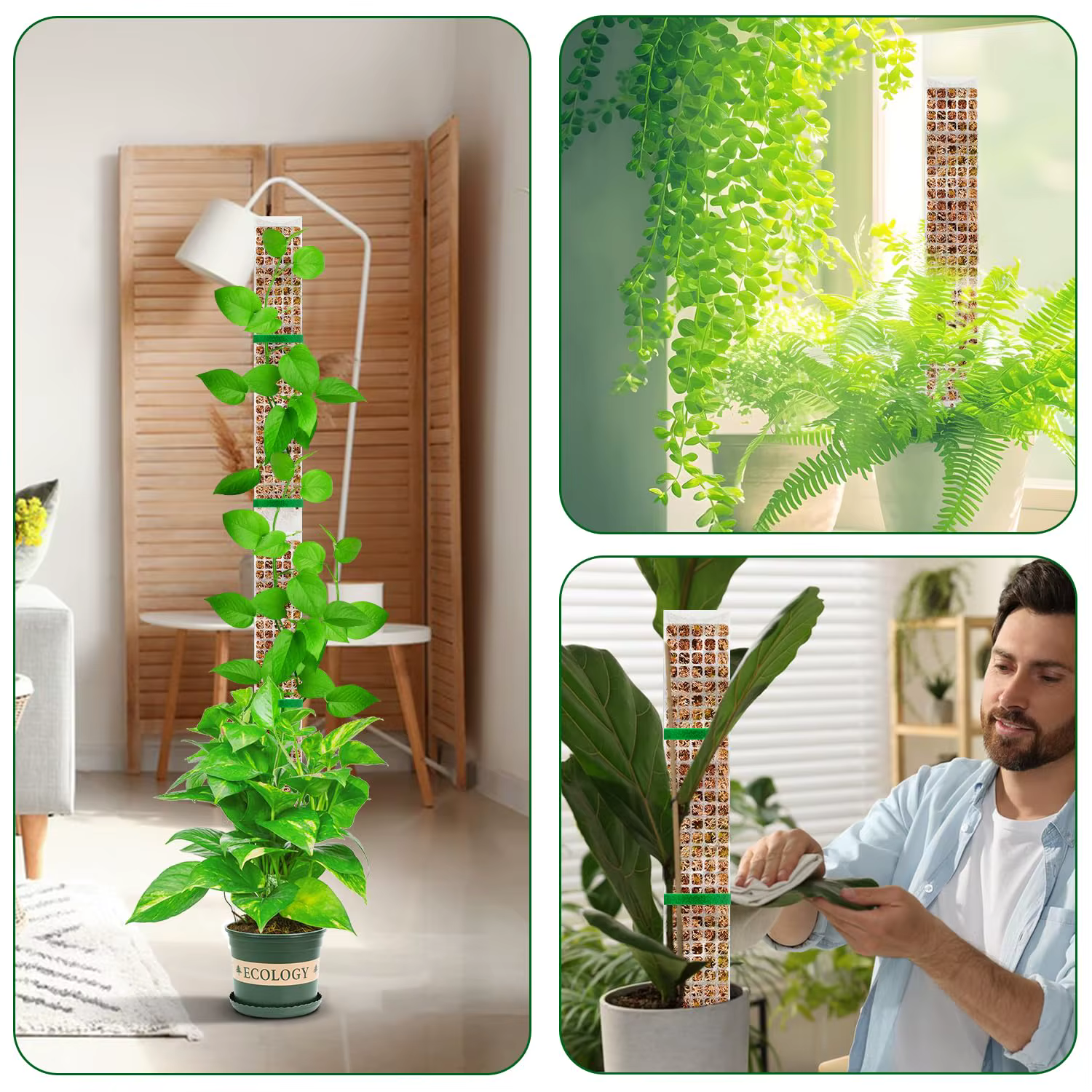 Plantes mousse pôle jardin sujet fleur plante grimpeurs bonsaï accessoires Pots Tutors