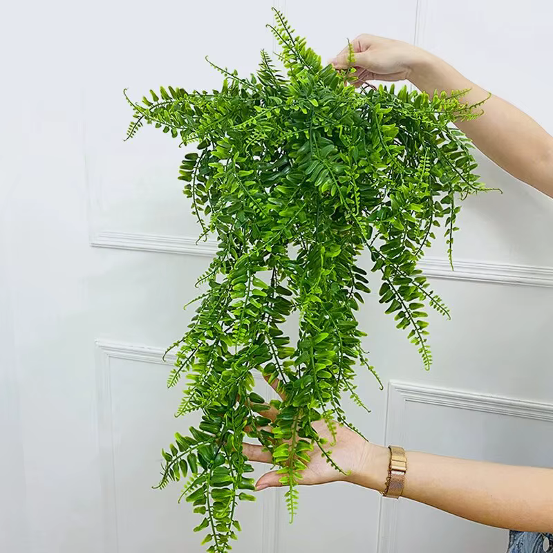 Plante persane feuilles de fougère vignes