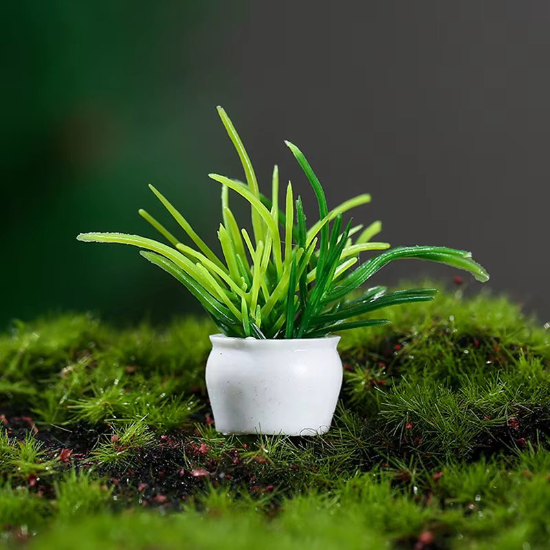 Plantes vertes miniatures en pot