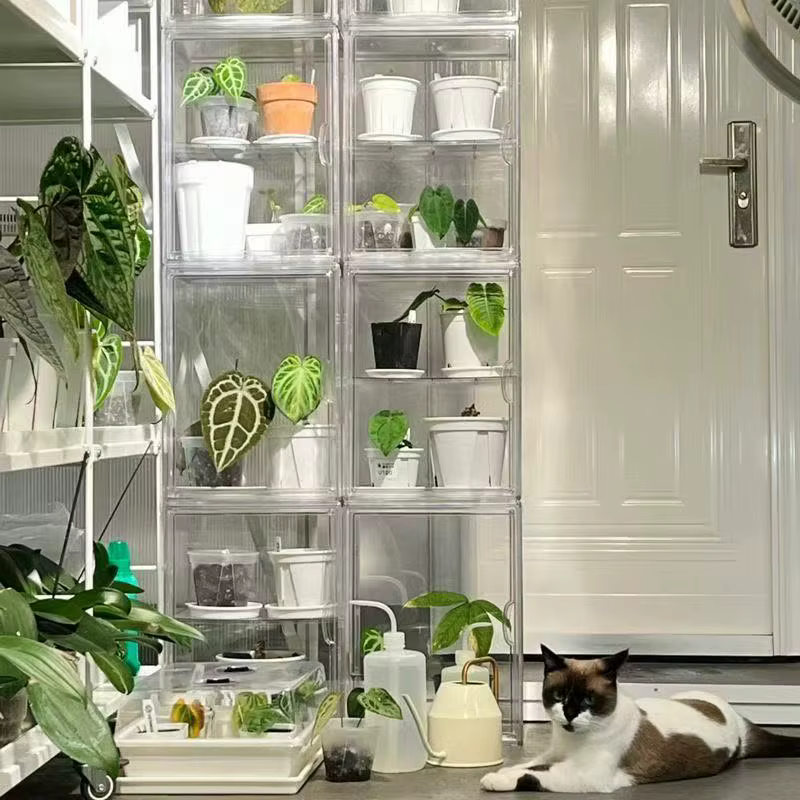 Boîte d'incubation de plantes