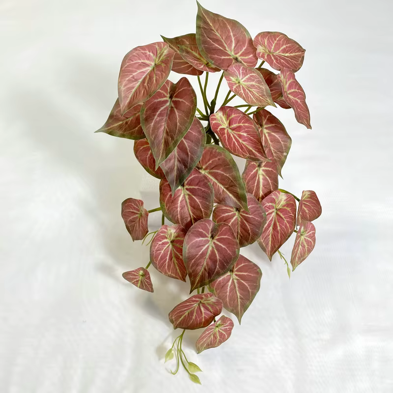 Plante murale de lierre vert