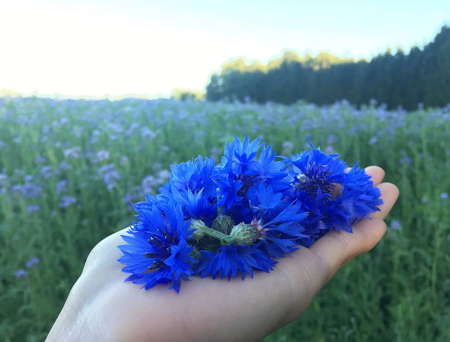 Pétales de bleuet naturel de qualité supérieure – Polyvalents pour les mariages
