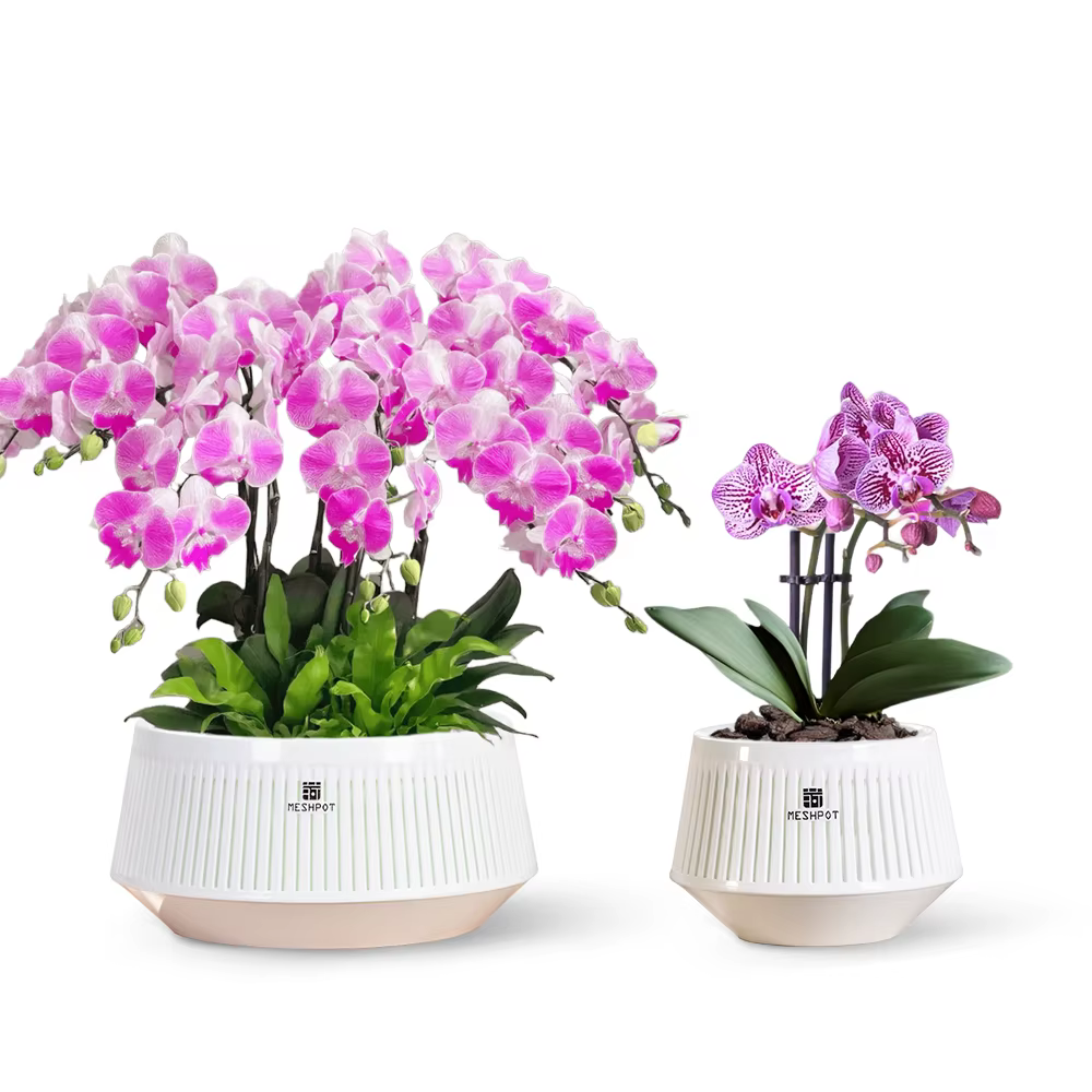 Pot d'orchidées avec trous et soucoupes