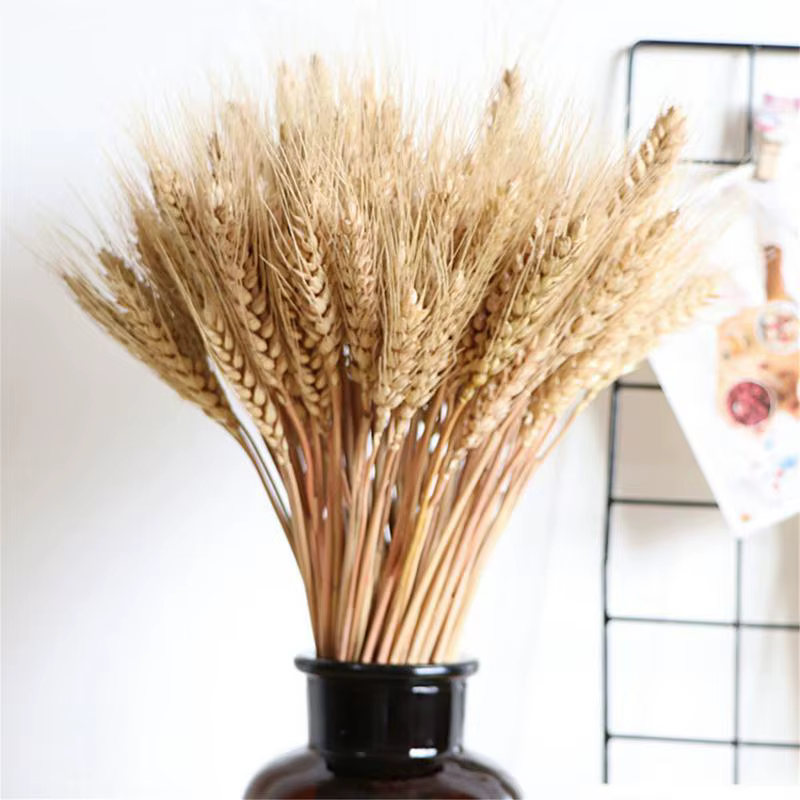 Sunks de blé séché naturel pour la décoration