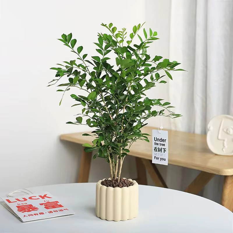 Pot de fleurs en céramique INS pour plantes