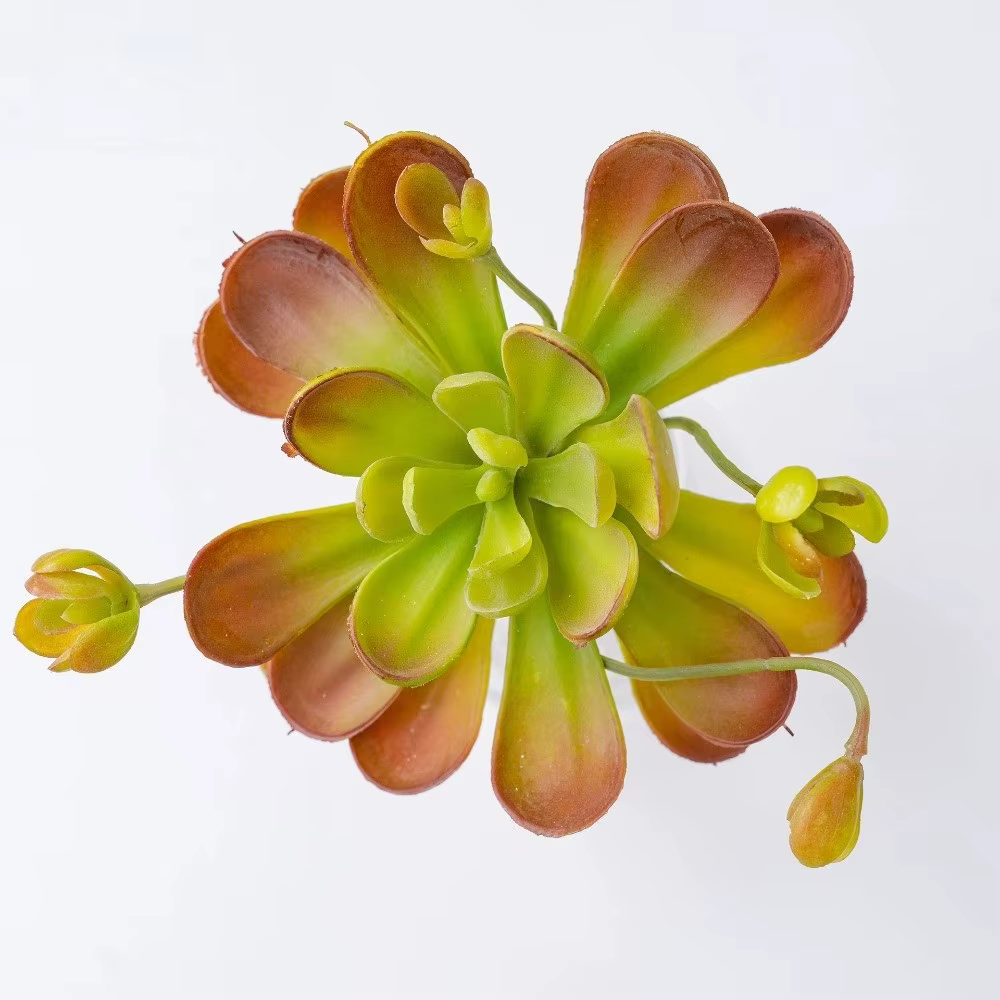Plante succulente artificielle réaliste au toucher authentique