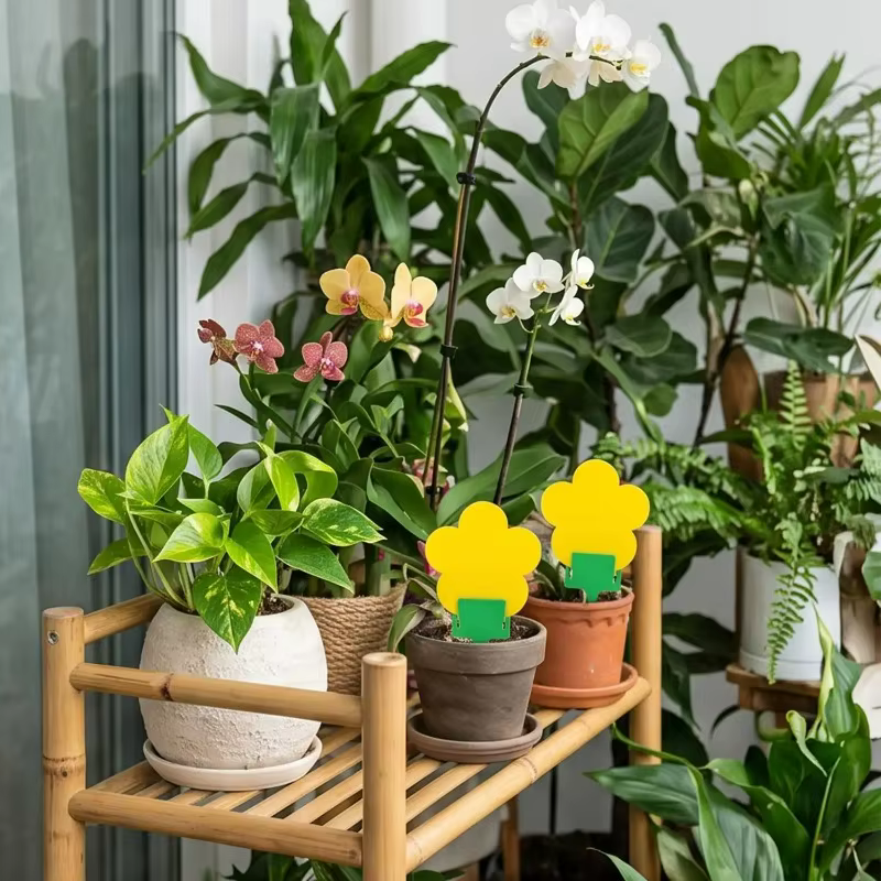 Piège adhésif double face pour fleurs