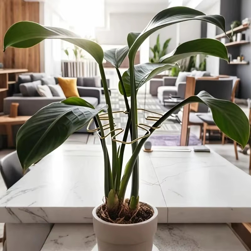 Grand cadre de Support pour plantes Monstera