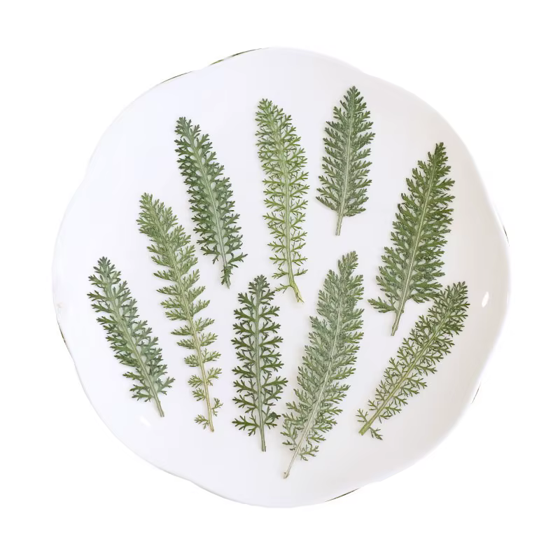 24 pièces, Feuilles de fleurs de curry pressées et séchées