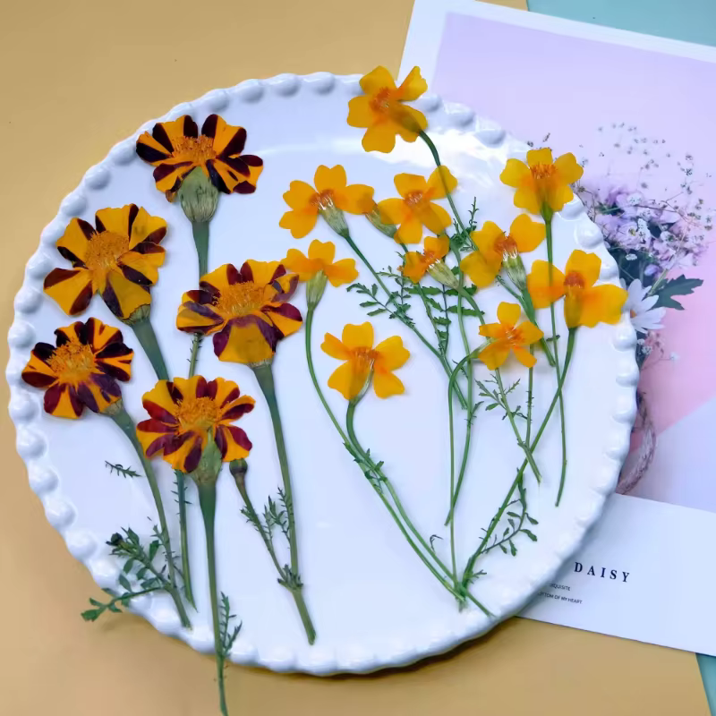 12 pièces, fleurs de souci séchées pressées jaunes et de Zinnia avec tiges-fournitures artisanales de bricolage pour