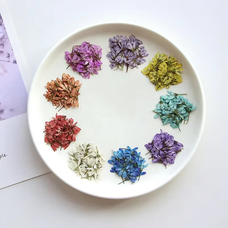 Lot de 12 mini-fleurs séchées de Pennisetum pressées de 1-2 cm pour la fabrication de marque-pages DIY