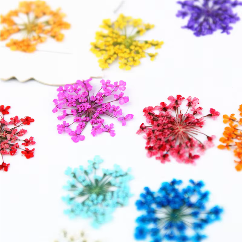PMurcia-Fleurs en dentelle