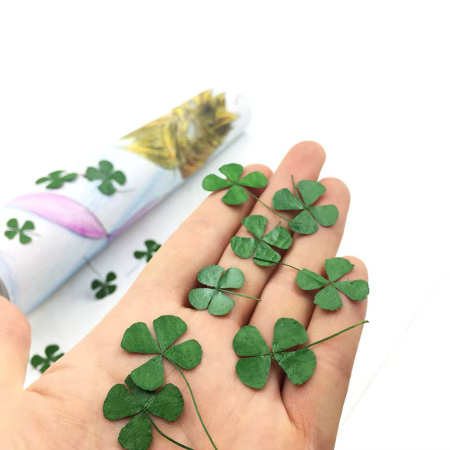 Feuilles séchées vertes PMurcia 4-scalp