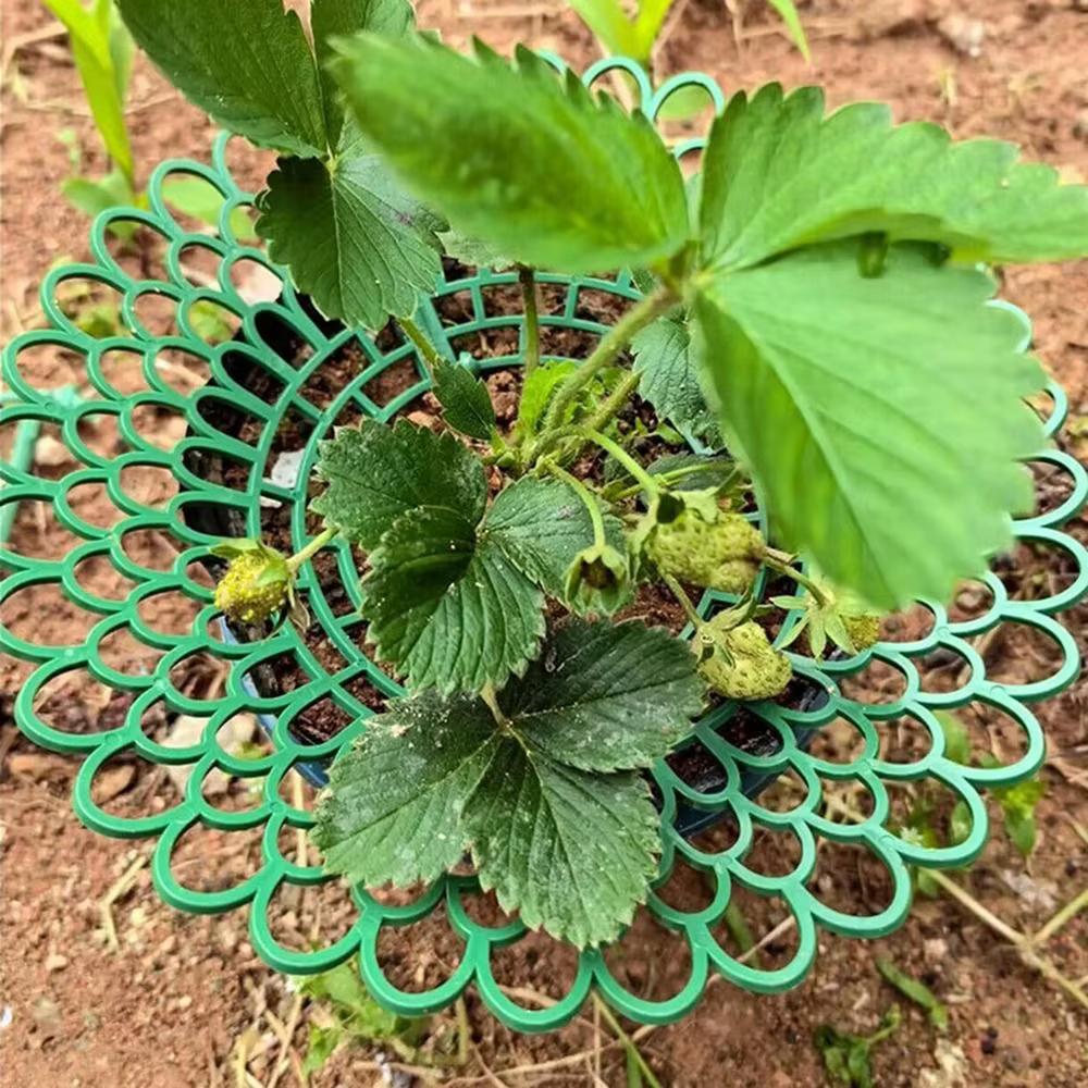 Supports robustes pour plantes de fraises à 3 pieds