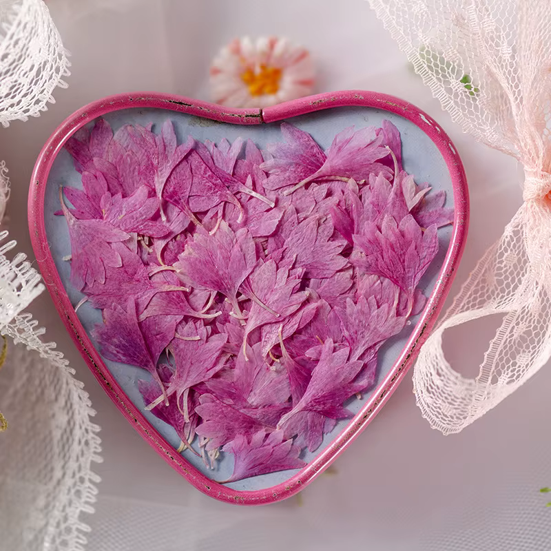 Fleur de centagaine séchée pressée