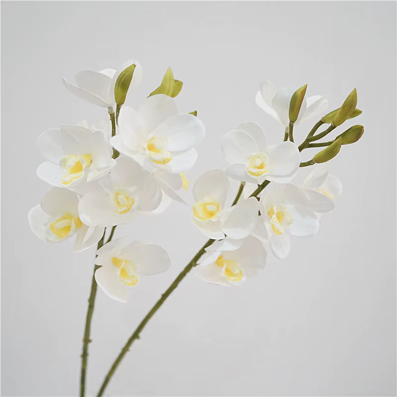 Cymbidium en Latex au Toucher Réel