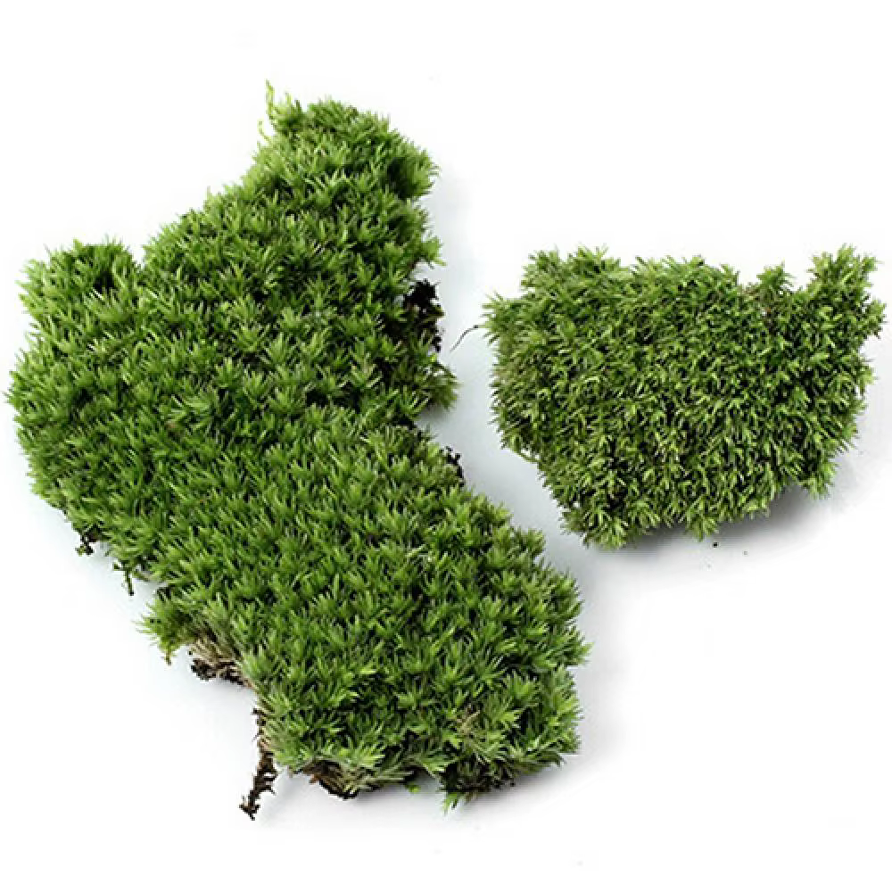 Plante verte artificielle en mousse d'ange